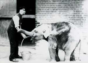 El guardián Charles Eyles alimentando a un elefante asiático bebé con un tubo, en el Zoológico de Londres en 1913 de Frederick William Bond